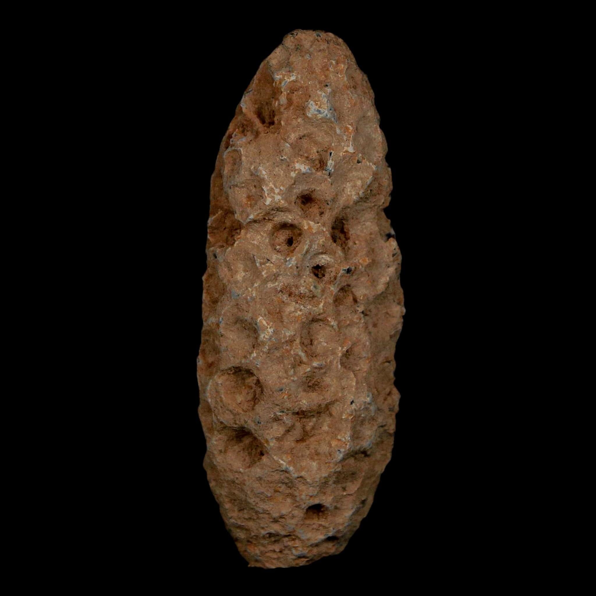 XL 2.1" Fossil Pine Cone Equicalastrobus Replaced By Agate Eocene Age Seeds Fruit - Fossil Age Minerals