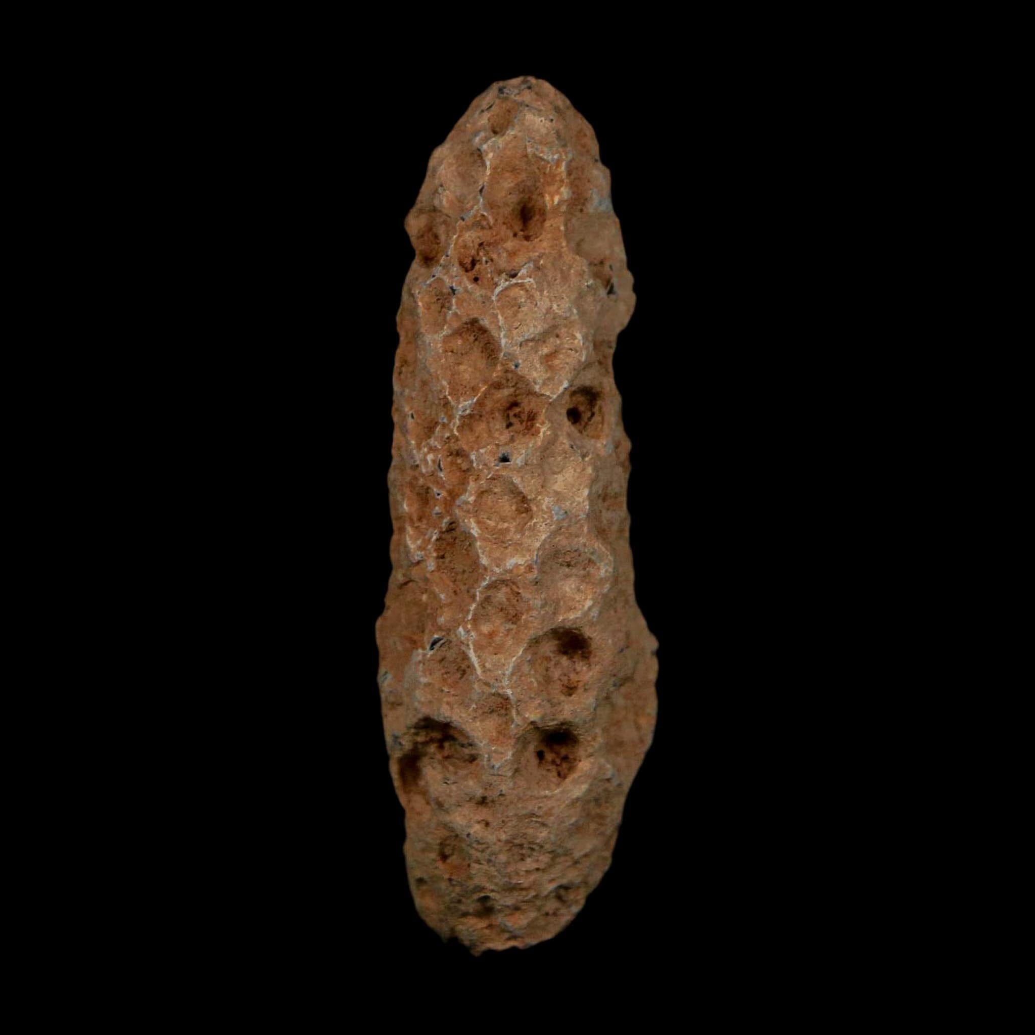 XL 2.1" Fossil Pine Cone Equicalastrobus Replaced By Agate Eocene Age Seeds Fruit - Fossil Age Minerals