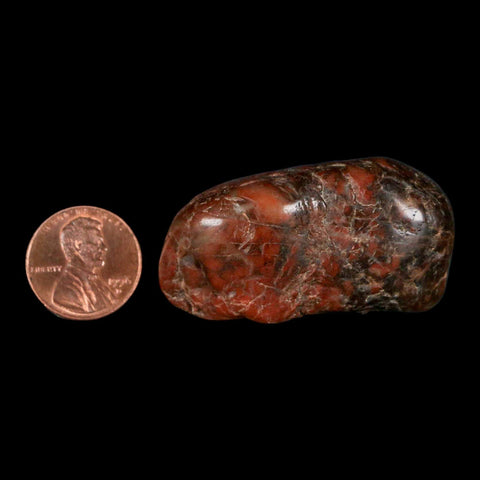 1.9" Sauropod Dinosaur Stomach Stone Gastrolith Rock Gizzard Stone COA - Fossil Age Minerals