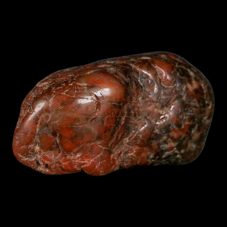 1.9" Sauropod Dinosaur Stomach Stone Gastrolith Rock Gizzard Stone COA