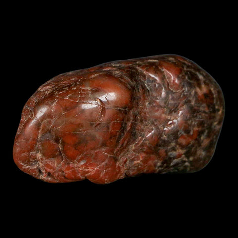 1.9" Sauropod Dinosaur Stomach Stone Gastrolith Rock Gizzard Stone COA - Fossil Age Minerals