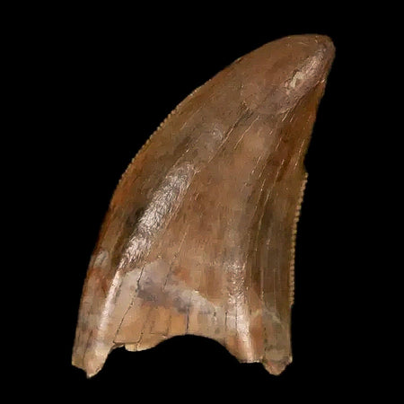 0.6" Nanotyrannus Tyrannosaurus Fossil Tooth Dinosaur Lance Creek WY COA Display