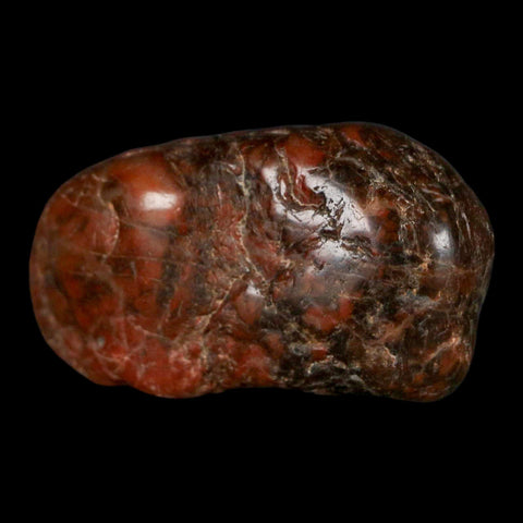 1.9" Sauropod Dinosaur Stomach Stone Gastrolith Rock Gizzard Stone COA - Fossil Age Minerals