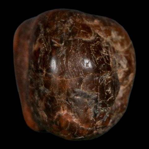 1.9" Sauropod Dinosaur Stomach Stone Gastrolith Rock Gizzard Stone COA - Fossil Age Minerals