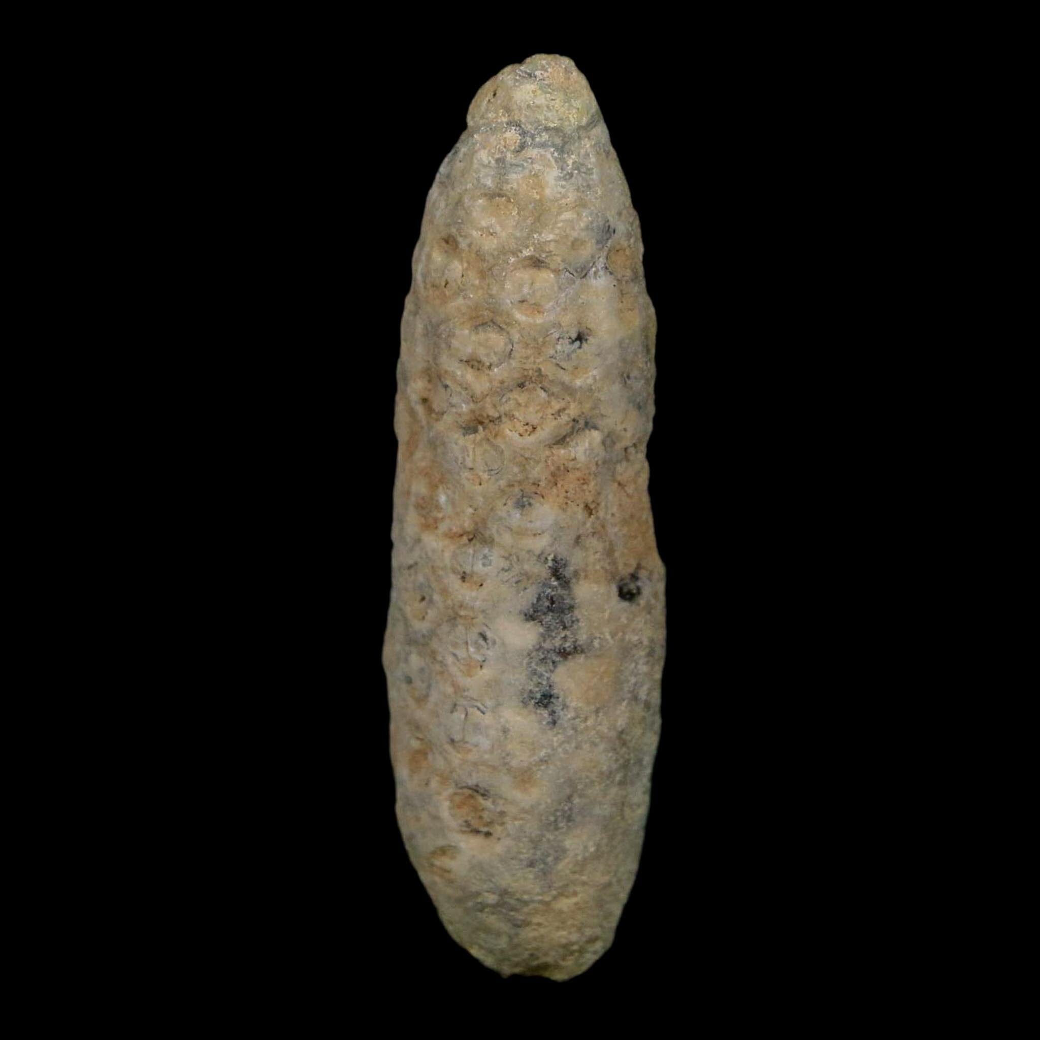 XL 2.4" Fossil Pine Cone Equicalastrobus Replaced By Agate Eocene Age Seeds Fruit - Fossil Age Minerals