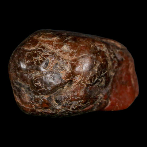 1.9" Sauropod Dinosaur Stomach Stone Gastrolith Rock Gizzard Stone COA - Fossil Age Minerals