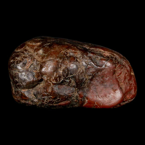 1.9" Sauropod Dinosaur Stomach Stone Gastrolith Rock Gizzard Stone COA - Fossil Age Minerals