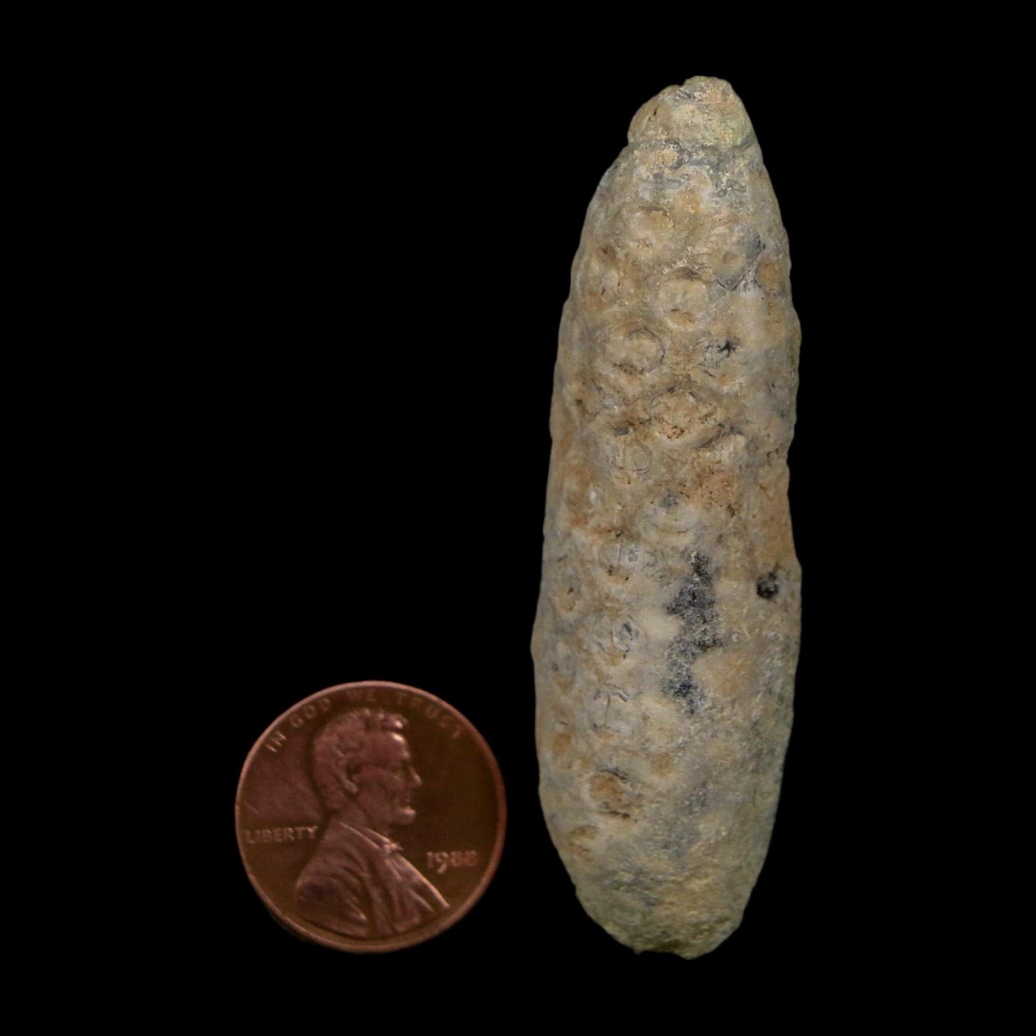 XL 2.4" Fossil Pine Cone Equicalastrobus Replaced By Agate Eocene Age Seeds Fruit - Fossil Age Minerals
