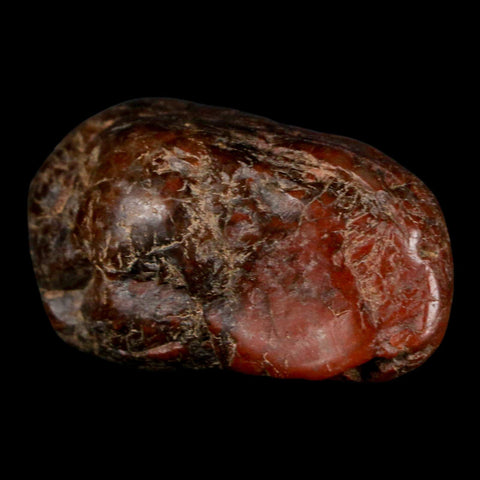 1.9" Sauropod Dinosaur Stomach Stone Gastrolith Rock Gizzard Stone COA - Fossil Age Minerals