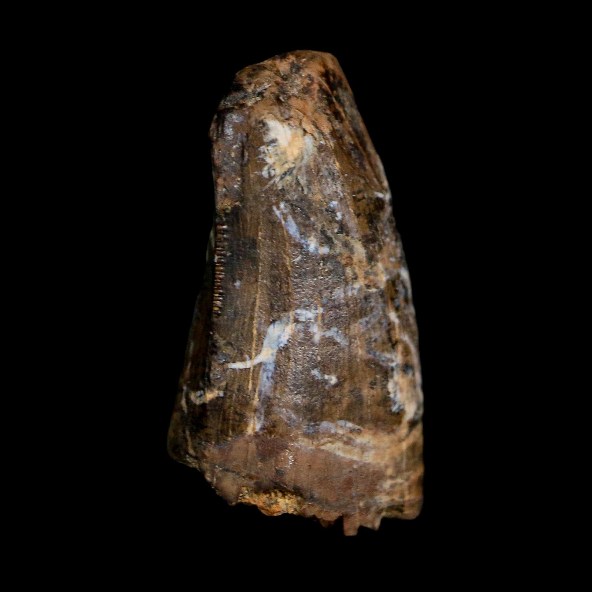 0.7" Tyrannosaur Fossil Tooth Cretaceous Dinosaur Judith River FM MT COA Display