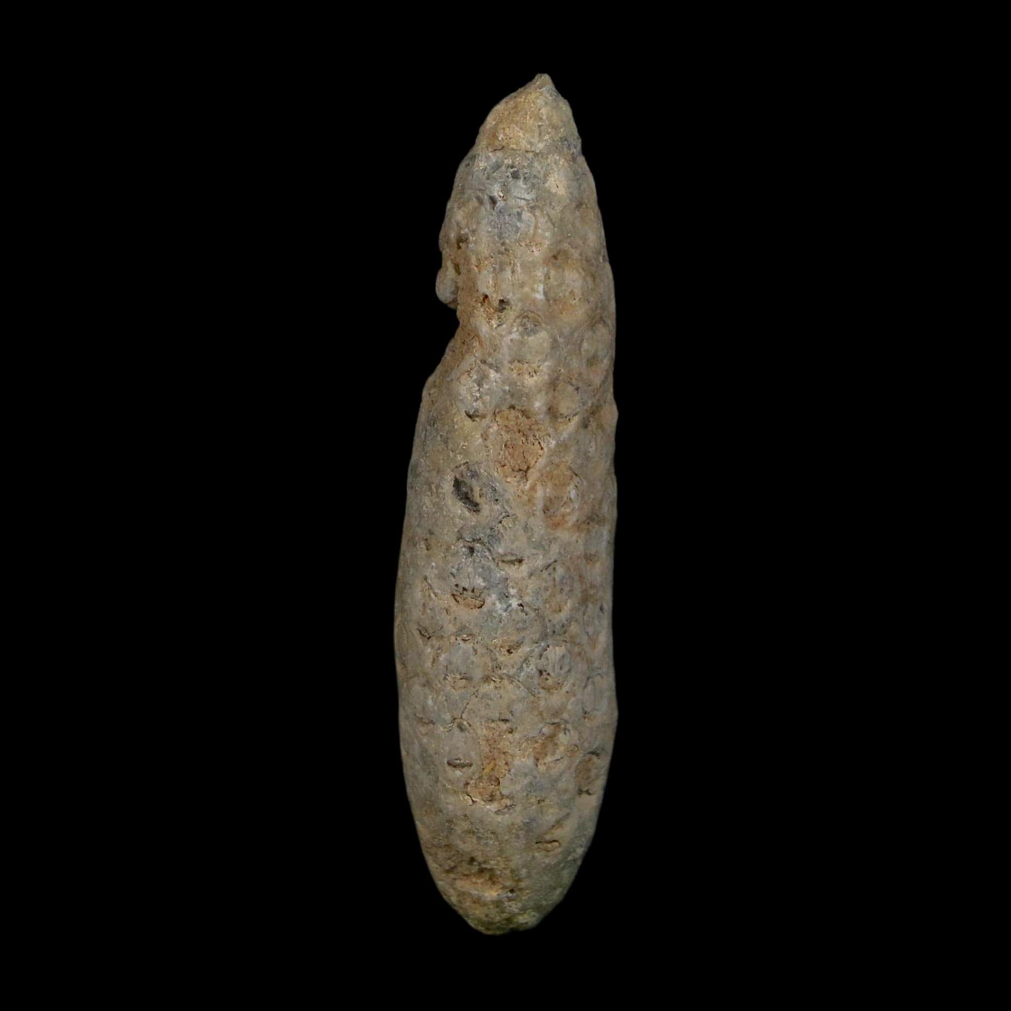 XL 2.4" Fossil Pine Cone Equicalastrobus Replaced By Agate Eocene Age Seeds Fruit - Fossil Age Minerals
