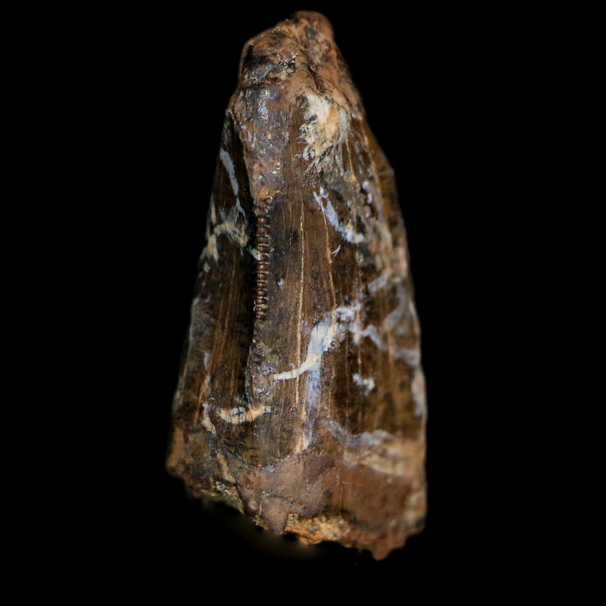 0.7" Tyrannosaur Fossil Tooth Cretaceous Dinosaur Judith River FM MT COA Display