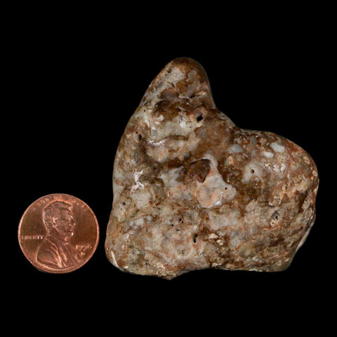 2" Sauropod Dinosaur Stomach Stone Gastrolith Rock Gizzard Stone COA - Fossil Age Minerals