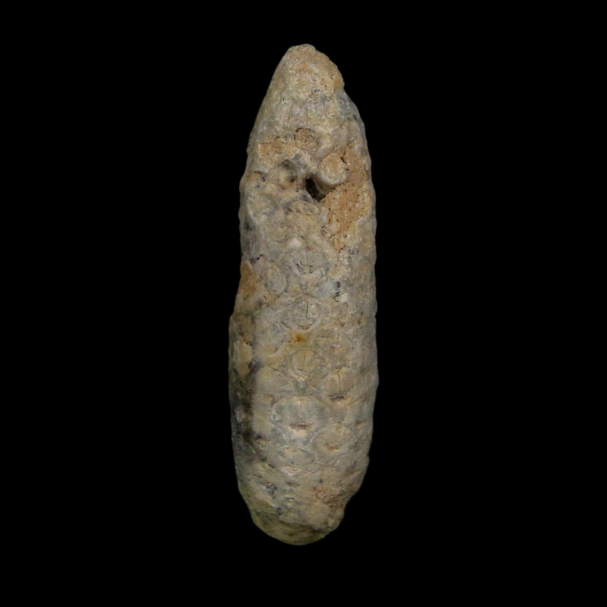 XL 2.4" Fossil Pine Cone Equicalastrobus Replaced By Agate Eocene Age Seeds Fruit - Fossil Age Minerals