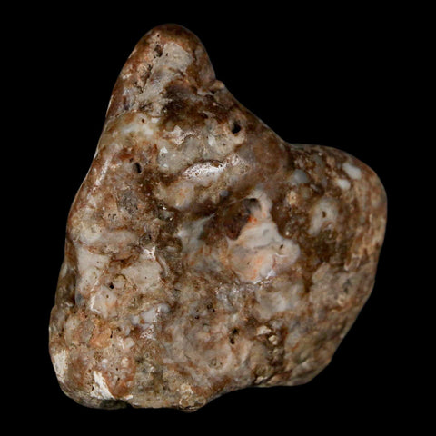 2" Sauropod Dinosaur Stomach Stone Gastrolith Rock Gizzard Stone COA - Fossil Age Minerals