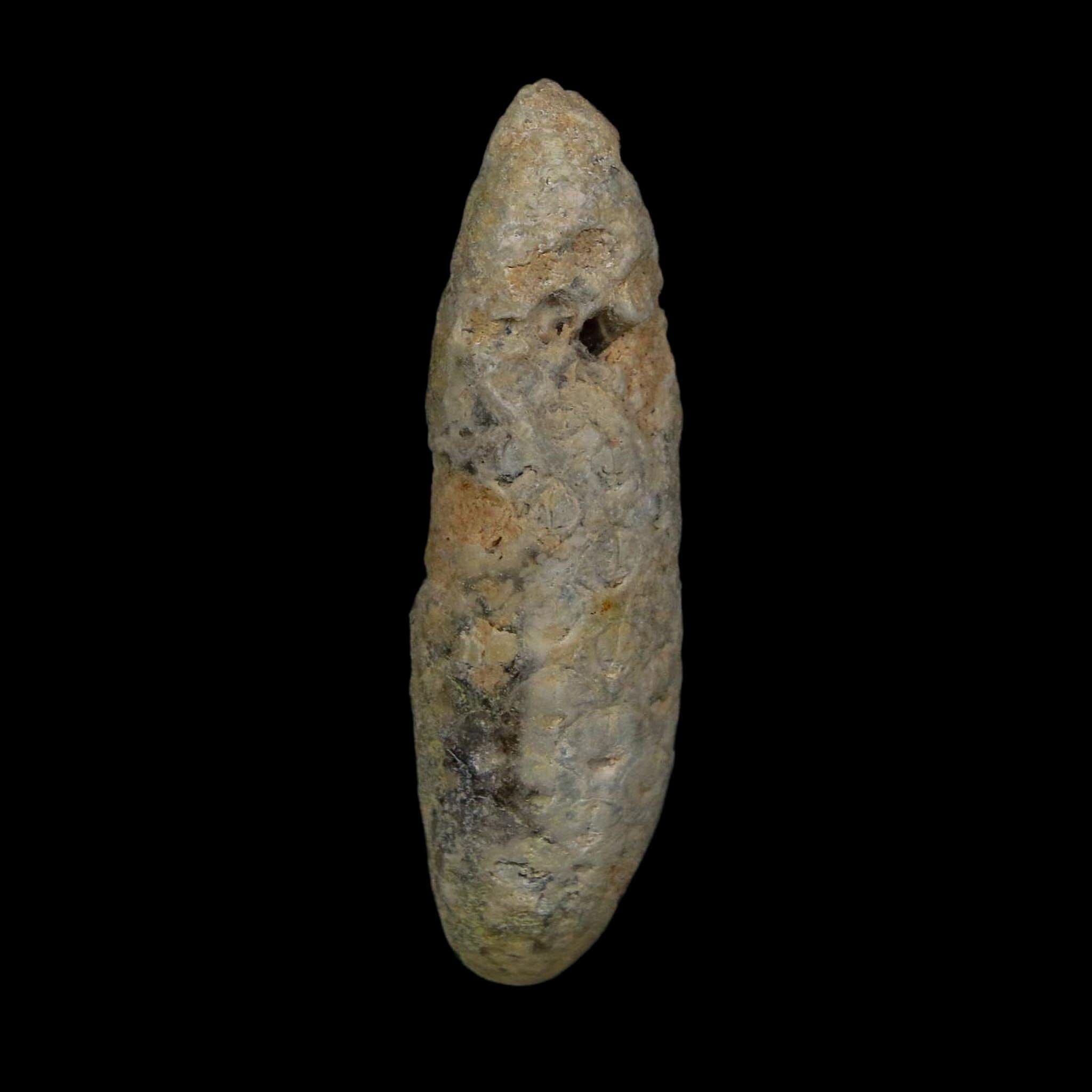 XL 2.4" Fossil Pine Cone Equicalastrobus Replaced By Agate Eocene Age Seeds Fruit - Fossil Age Minerals