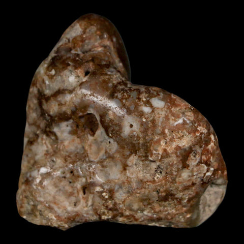 2" Sauropod Dinosaur Stomach Stone Gastrolith Rock Gizzard Stone COA - Fossil Age Minerals