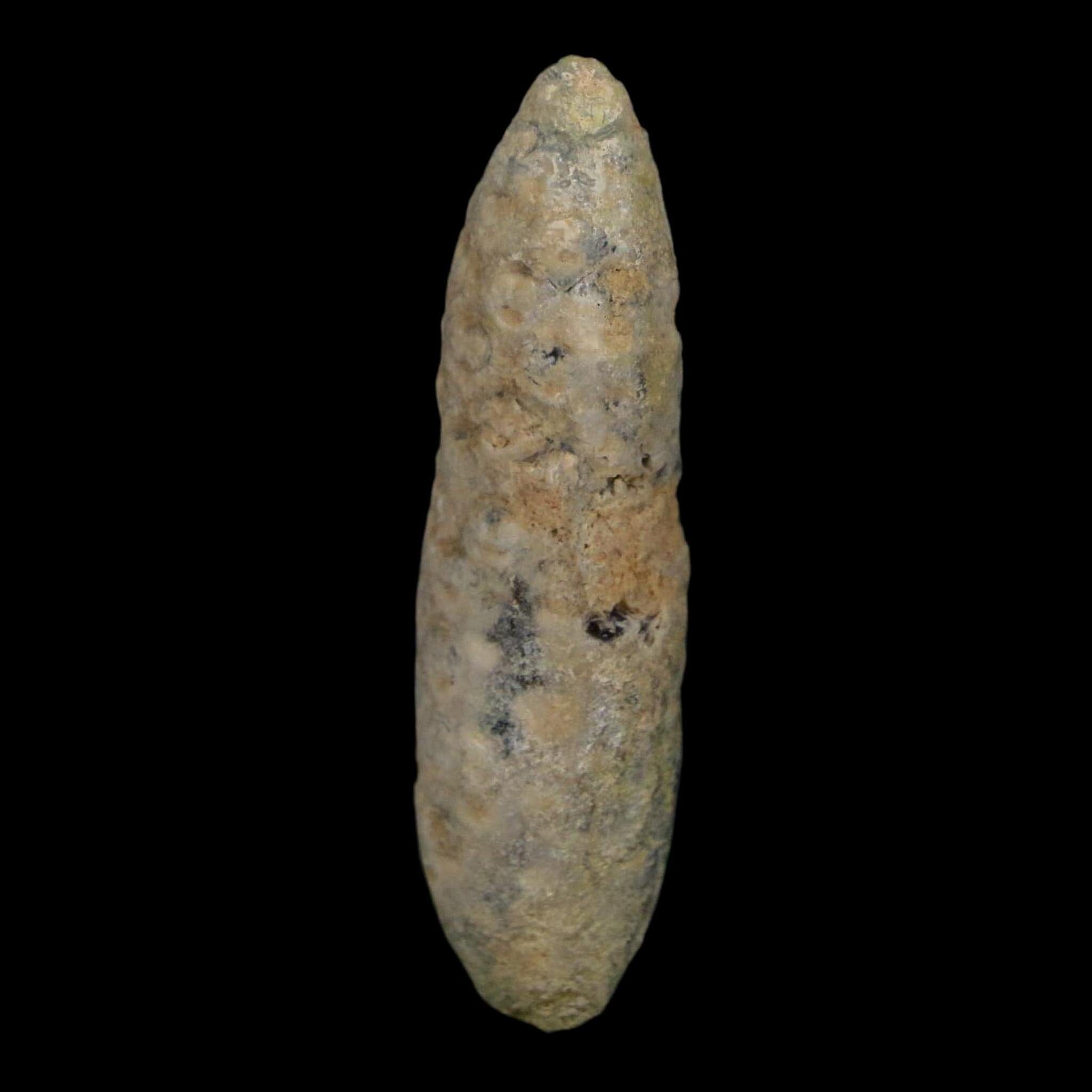 XL 2.4" Fossil Pine Cone Equicalastrobus Replaced By Agate Eocene Age Seeds Fruit - Fossil Age Minerals