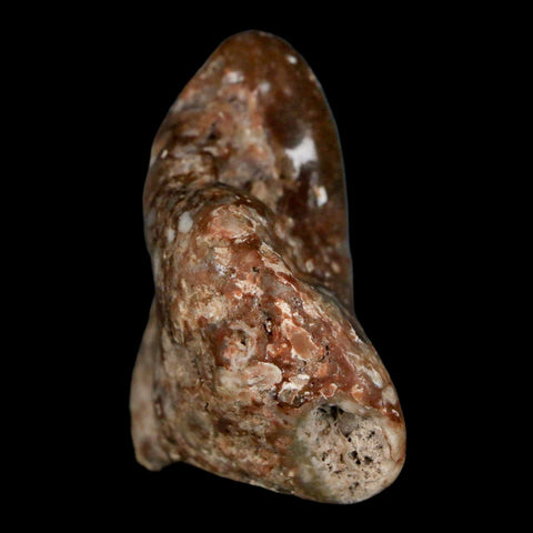 2" Sauropod Dinosaur Stomach Stone Gastrolith Rock Gizzard Stone COA - Fossil Age Minerals