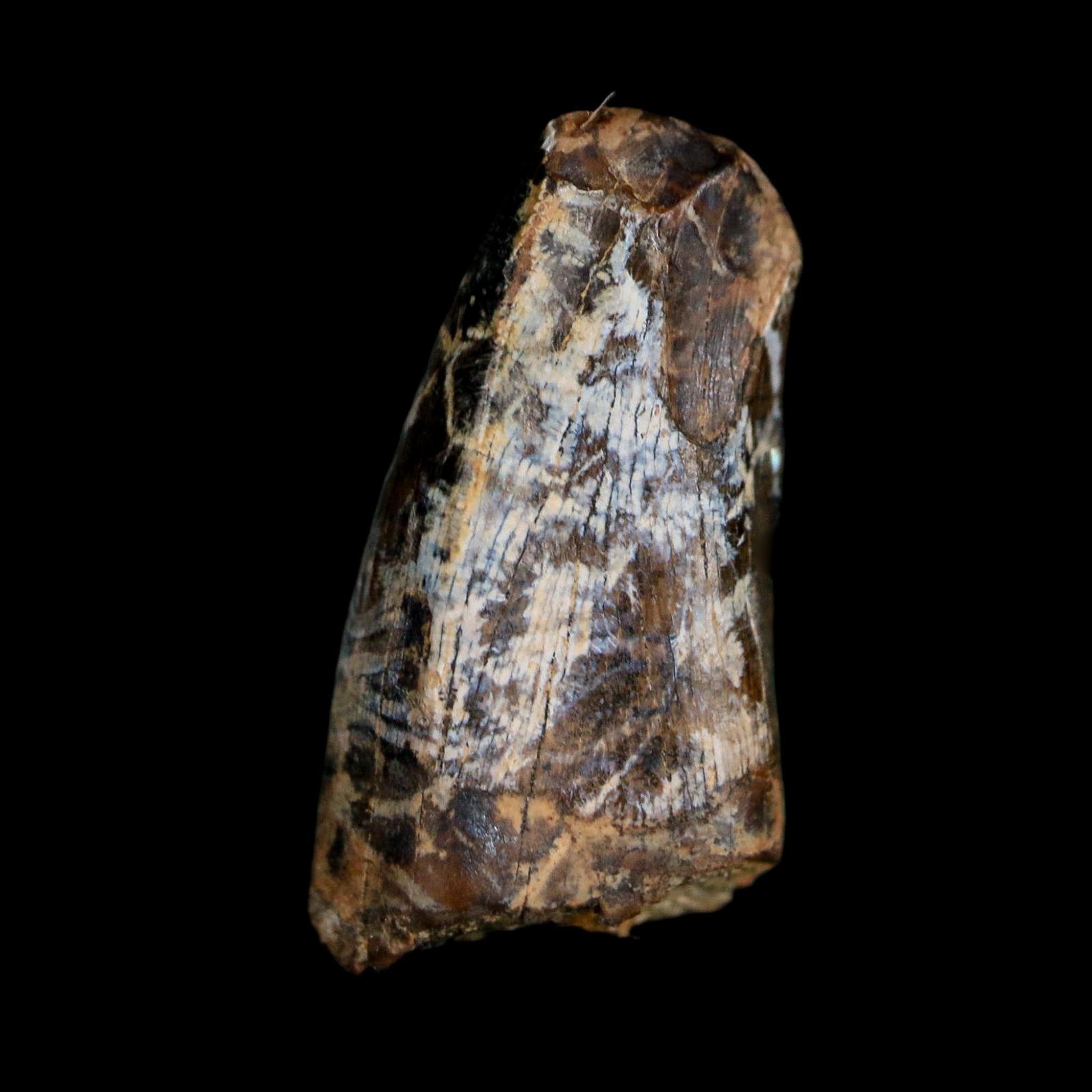 0.7" Tyrannosaur Fossil Tooth Cretaceous Dinosaur Judith River FM MT COA Display