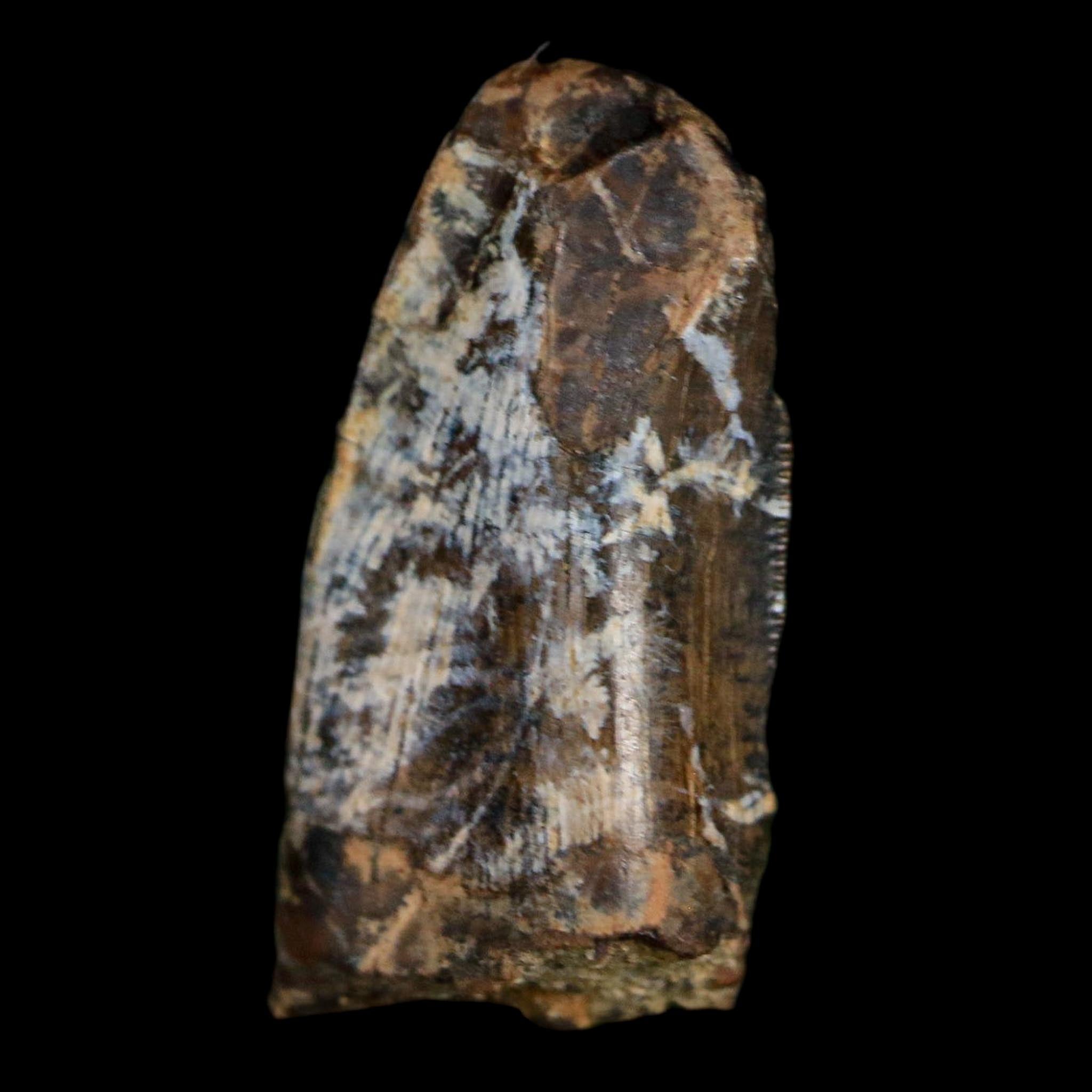 0.7" Tyrannosaur Fossil Tooth Cretaceous Dinosaur Judith River FM MT COA Display