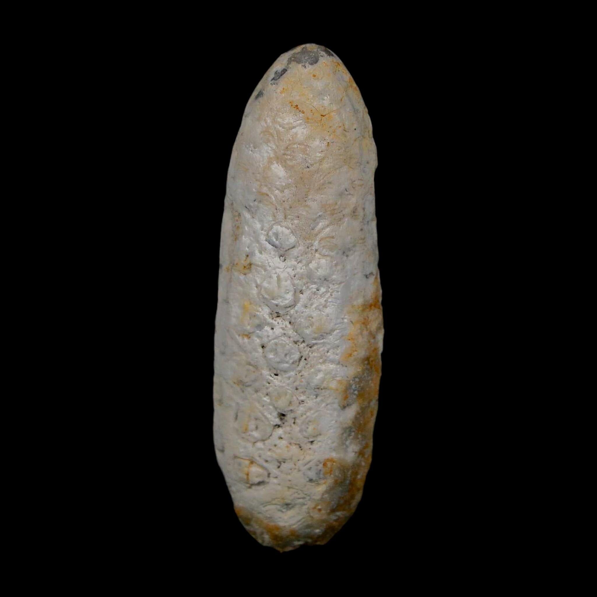 XL 2.1" Fossil Pine Cone Equicalastrobus Replaced By Agate Eocene Age Seeds Fruit - Fossil Age Minerals