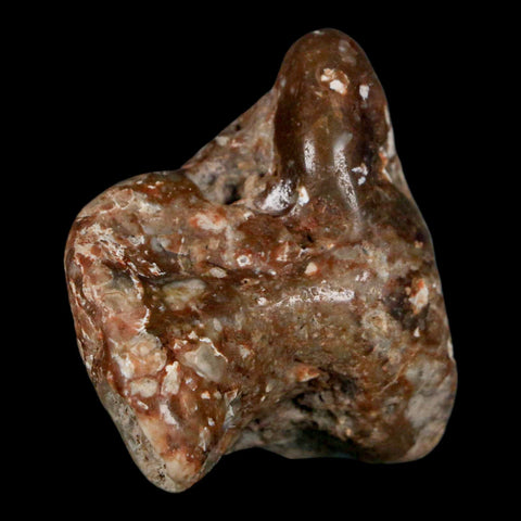 2" Sauropod Dinosaur Stomach Stone Gastrolith Rock Gizzard Stone COA - Fossil Age Minerals