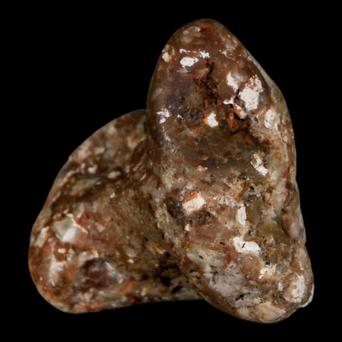 2" Sauropod Dinosaur Stomach Stone Gastrolith Rock Gizzard Stone COA - Fossil Age Minerals