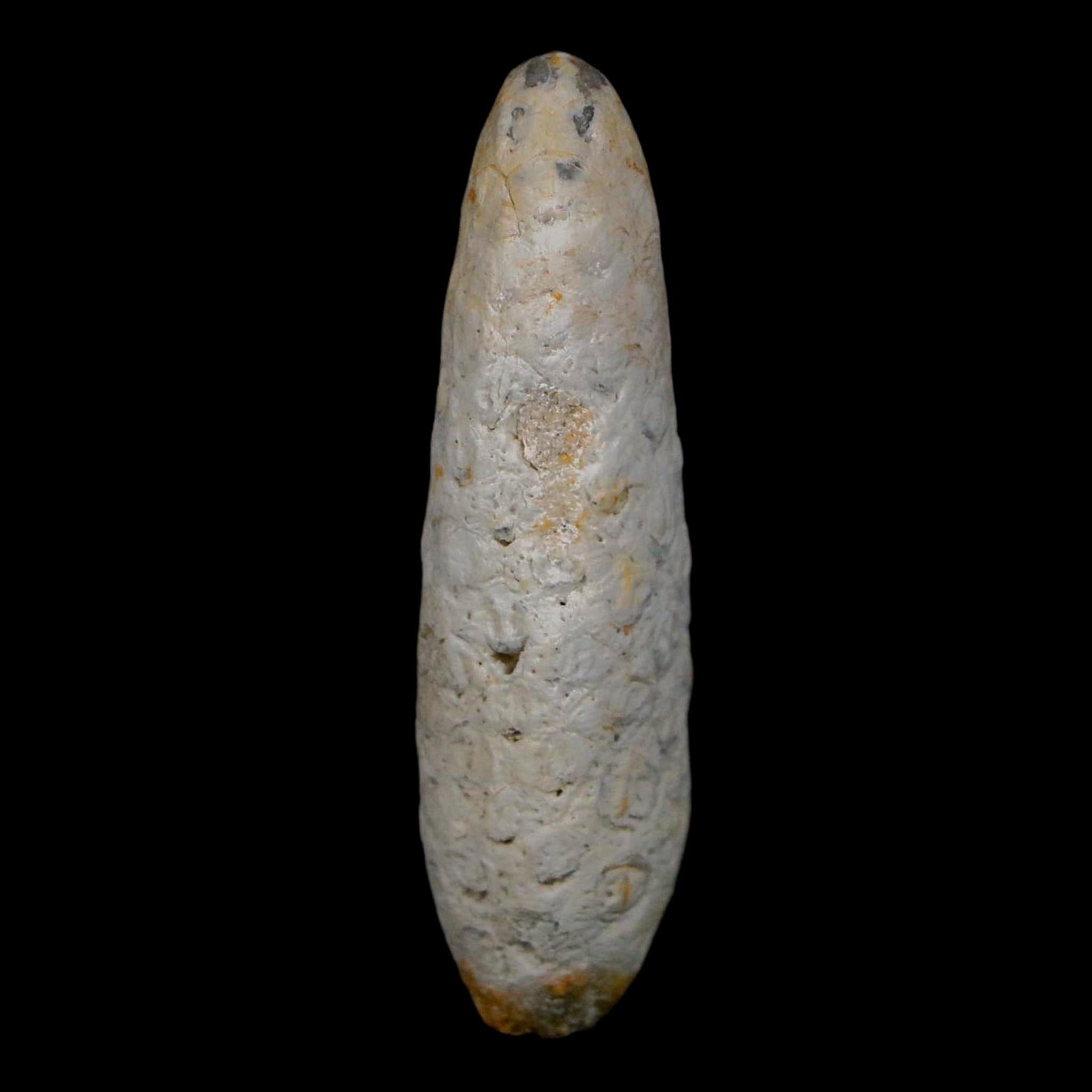 XL 2.1" Fossil Pine Cone Equicalastrobus Replaced By Agate Eocene Age Seeds Fruit - Fossil Age Minerals