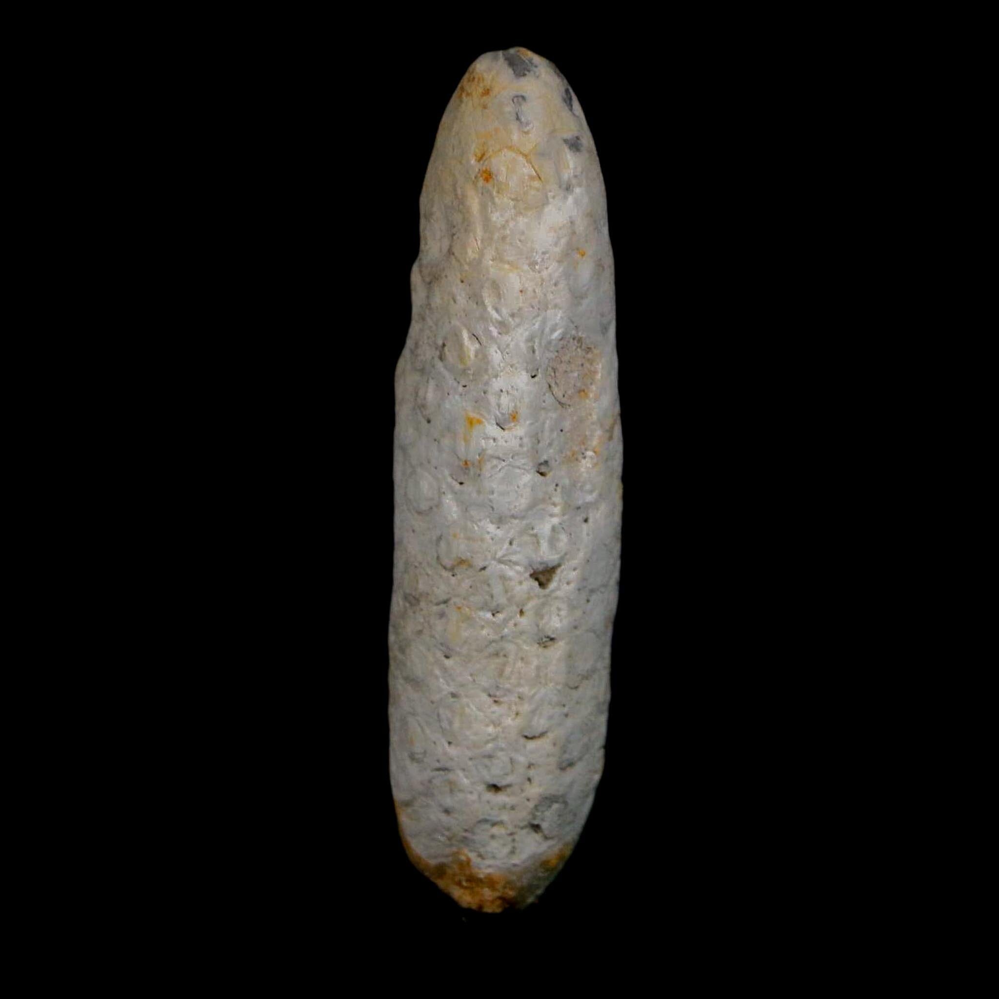 XL 2.1" Fossil Pine Cone Equicalastrobus Replaced By Agate Eocene Age Seeds Fruit - Fossil Age Minerals