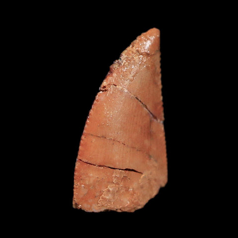 0.4" Abelisaur Serrated Tooth Fossil Cretaceous Age Dinosaur Morocco COA, Display - Fossil Age Minerals