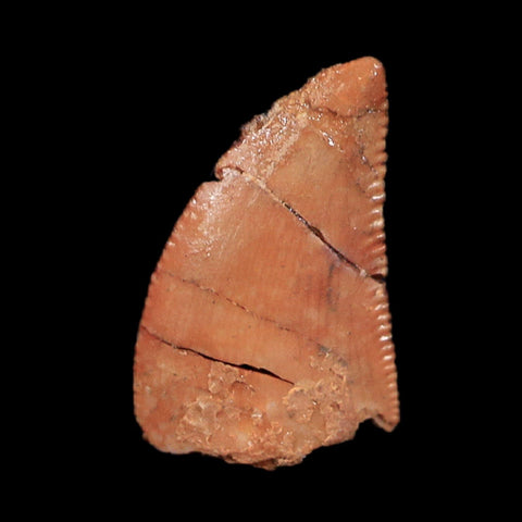 0.4" Abelisaur Serrated Tooth Fossil Cretaceous Age Dinosaur Morocco COA, Display - Fossil Age Minerals