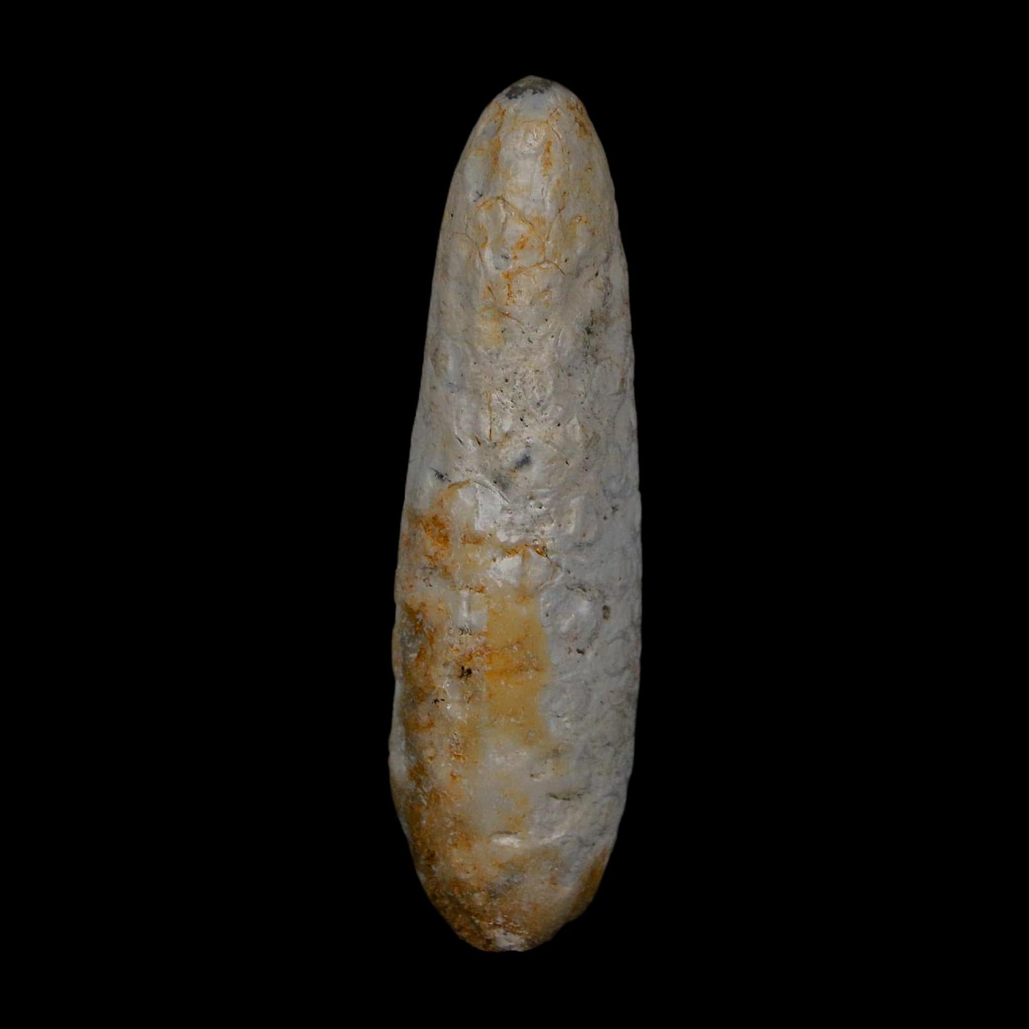 XL 2.1" Fossil Pine Cone Equicalastrobus Replaced By Agate Eocene Age Seeds Fruit - Fossil Age Minerals