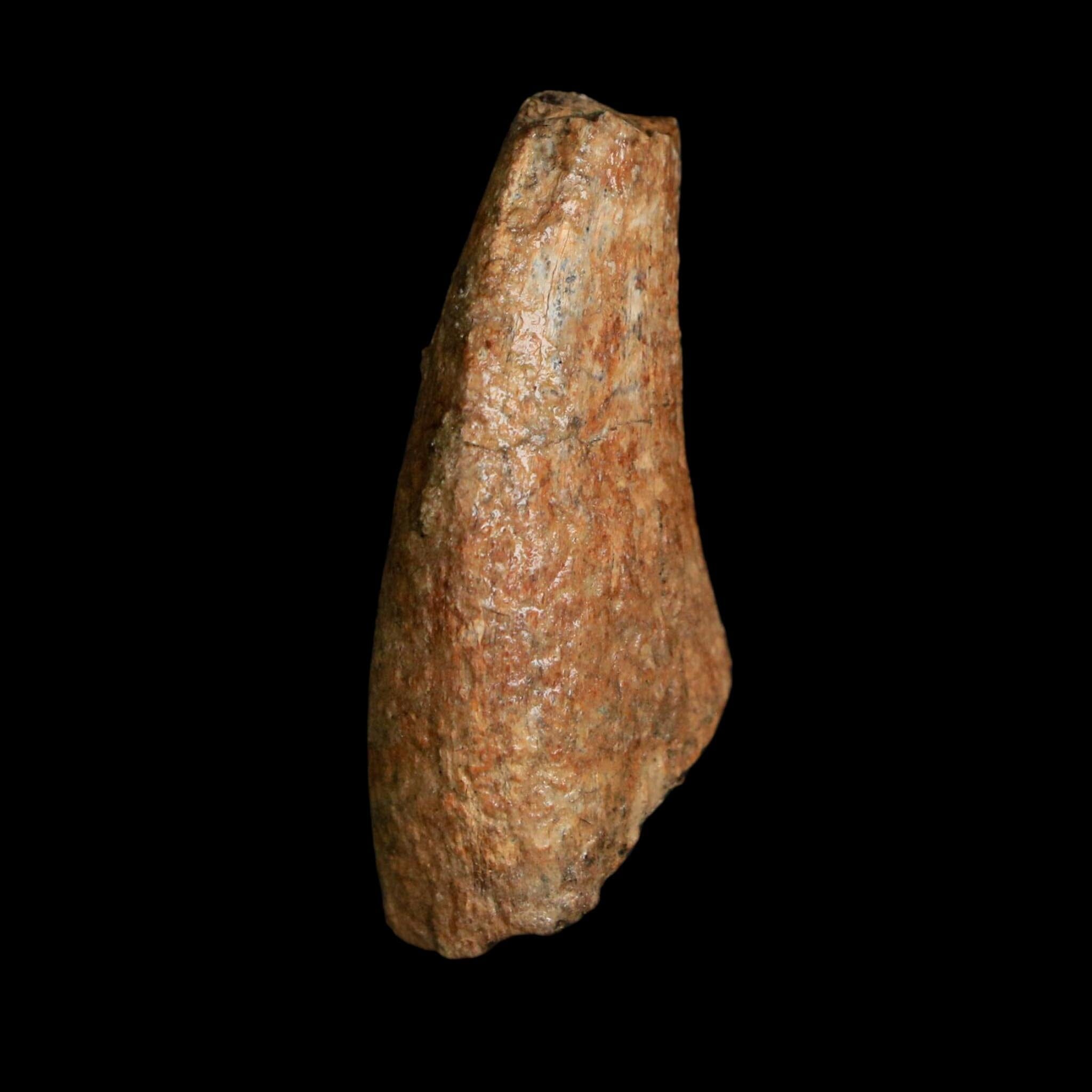 1.4" Tyrannosaurus Rex Fossil Tooth Lance Creek Cretaceous Dinosaur WY COA