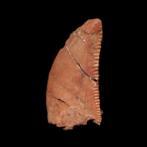 0.4" Abelisaur Serrated Tooth Fossil Cretaceous Age Dinosaur Morocco COA, Display - Fossil Age Minerals