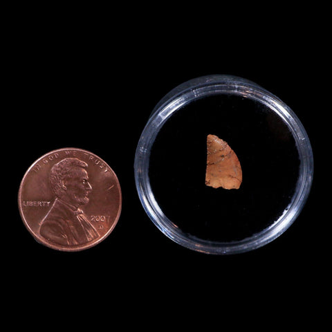 0.4" Abelisaur Serrated Tooth Fossil Cretaceous Age Dinosaur Morocco COA, Display - Fossil Age Minerals