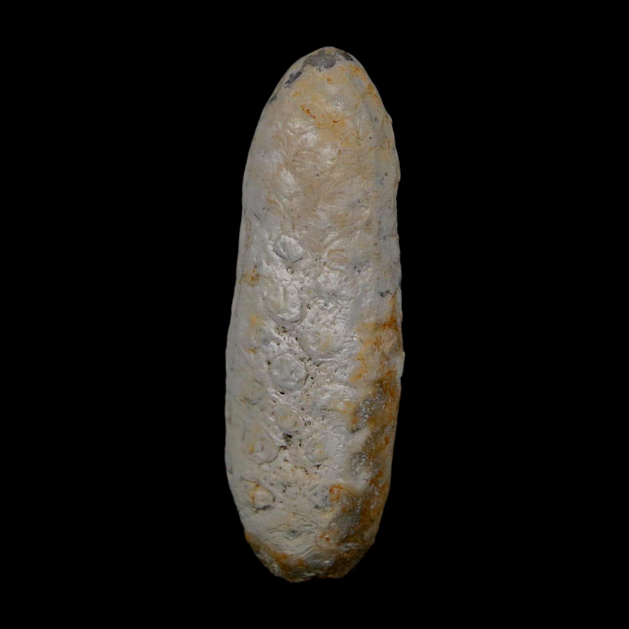 XL 2.1" Fossil Pine Cone Equicalastrobus Replaced By Agate Eocene Age Seeds Fruit - Fossil Age Minerals