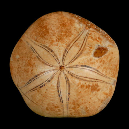 64MM Pygurus Marmonti Sea Urchin Fossil Sand Dollar Jurassic Age Madagascar