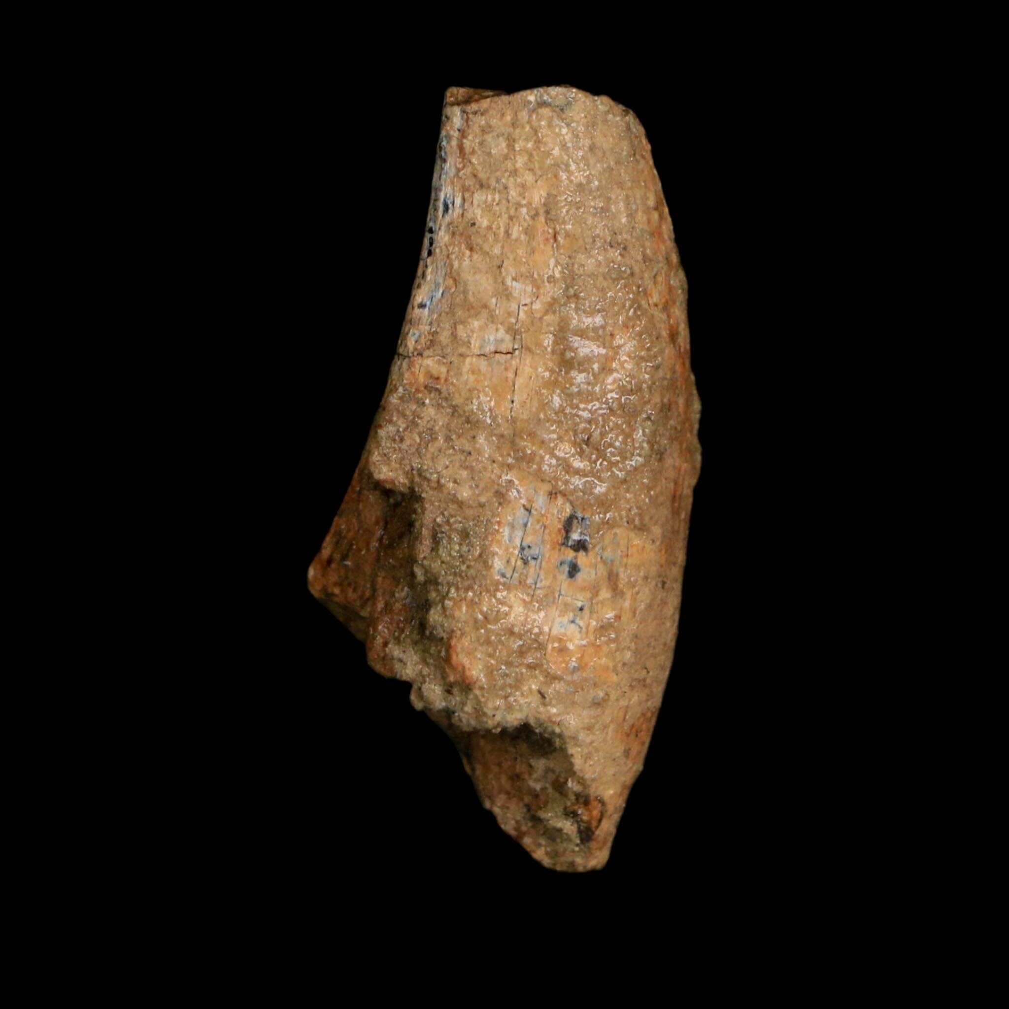 1.4" Tyrannosaurus Rex Fossil Tooth Lance Creek Cretaceous Dinosaur WY COA