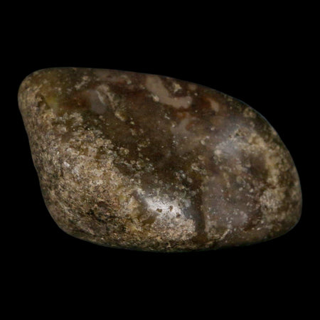 2.4" Sauropod Dinosaur Stomach Stone Gastrolith Rock Gizzard Stone COA