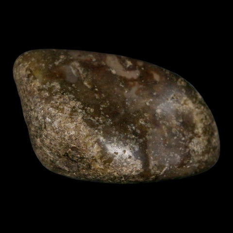 2.4" Sauropod Dinosaur Stomach Stone Gastrolith Rock Gizzard Stone COA - Fossil Age Minerals