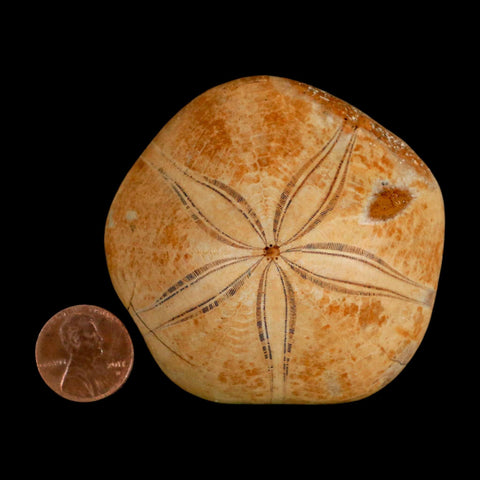 64MM Pygurus Marmonti Sea Urchin Fossil Sand Dollar Jurassic Age Madagascar - Fossil Age Minerals