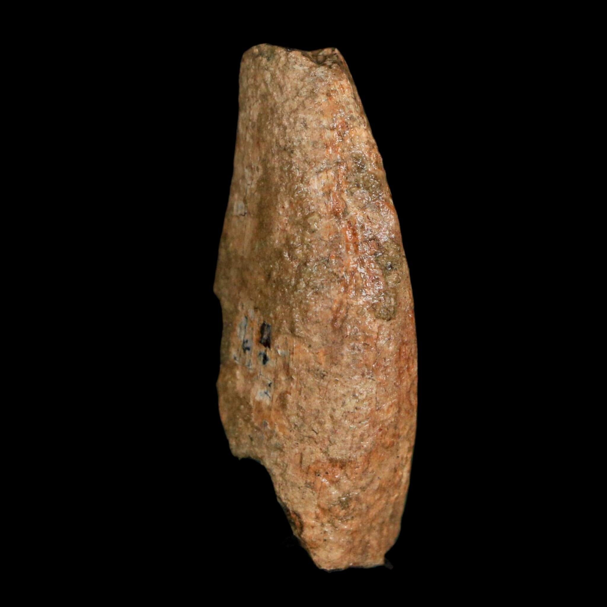 1.4" Tyrannosaurus Rex Fossil Tooth Lance Creek Cretaceous Dinosaur WY COA