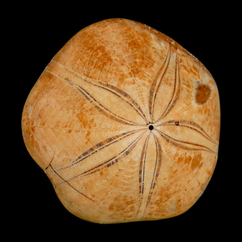 64MM Pygurus Marmonti Sea Urchin Fossil Sand Dollar Jurassic Age Madagascar - Fossil Age Minerals
