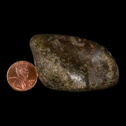 2.4" Sauropod Dinosaur Stomach Stone Gastrolith Rock Gizzard Stone COA - Fossil Age Minerals