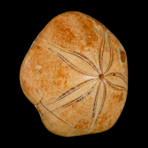64MM Pygurus Marmonti Sea Urchin Fossil Sand Dollar Jurassic Age Madagascar - Fossil Age Minerals