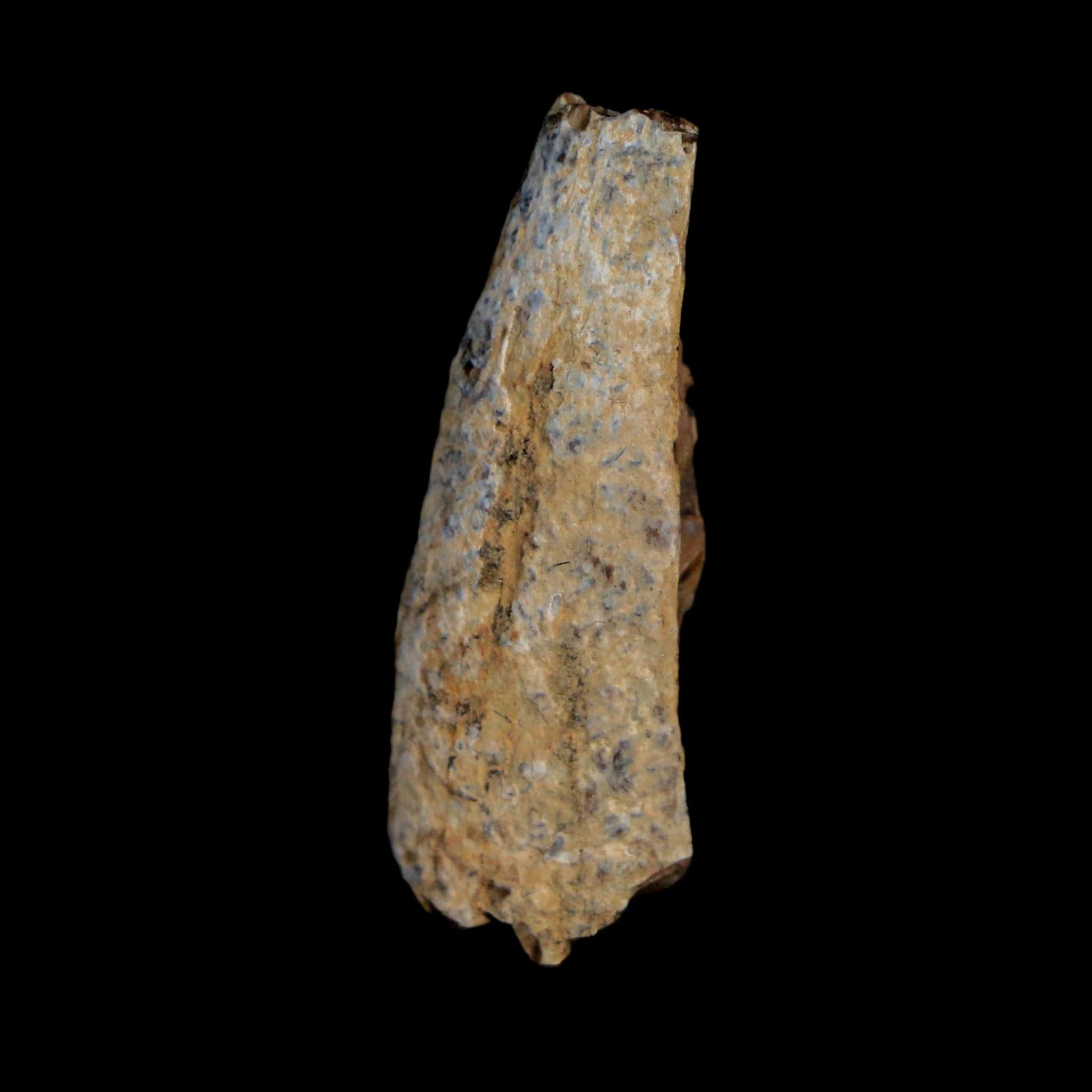 1.3" Tyrannosaurus Rex Fossil Tooth Section Lance Creek Cretaceous Dinosaur WY COA