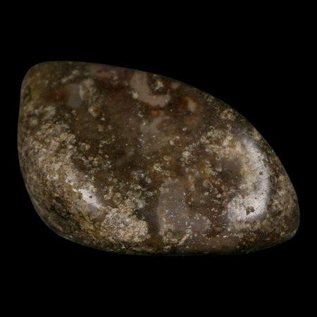 2.4" Sauropod Dinosaur Stomach Stone Gastrolith Rock Gizzard Stone COA