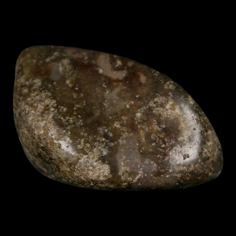 2.4" Sauropod Dinosaur Stomach Stone Gastrolith Rock Gizzard Stone COA - Fossil Age Minerals