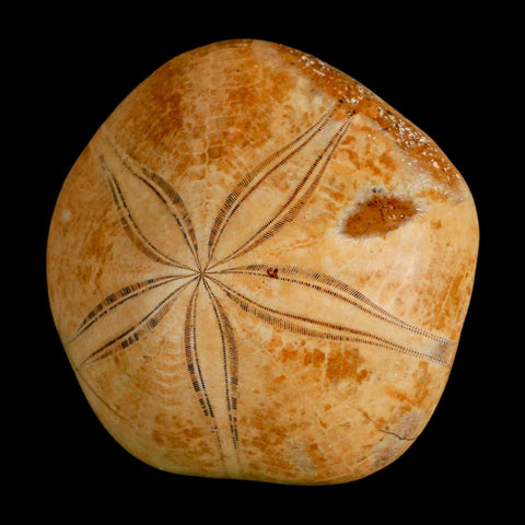 64MM Pygurus Marmonti Sea Urchin Fossil Sand Dollar Jurassic Age Madagascar - Fossil Age Minerals
